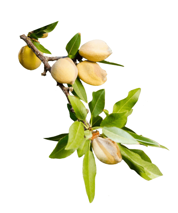 Nuno Amendoeira - Almond Tree : Almond Tree